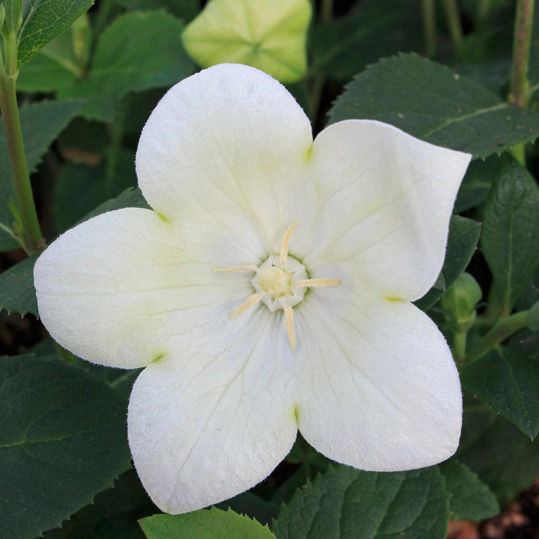 Platycodon Twinkle™ White (Balloon Flower)