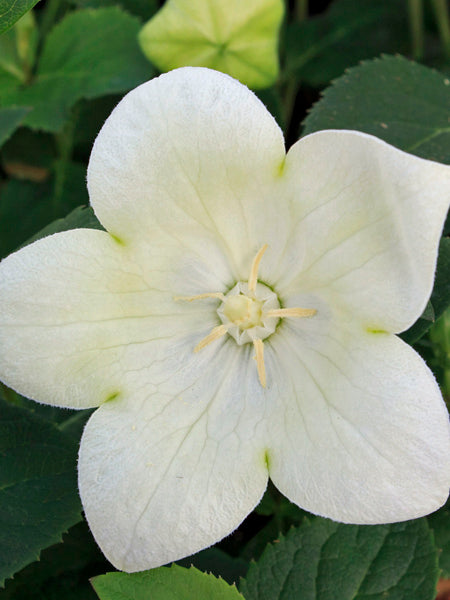 Platycodon Twinkle™ White (Balloon Flower)