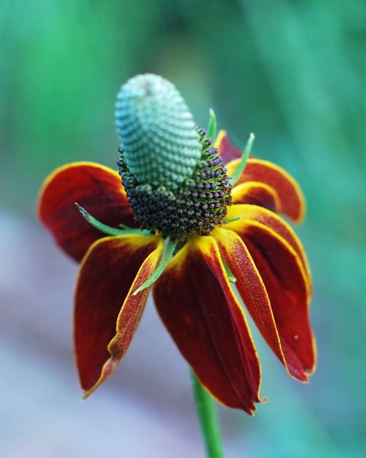 Ratibida columnifera 'Red Midget' (Mexican Hat Plant / Upright Prairie Coneflower)