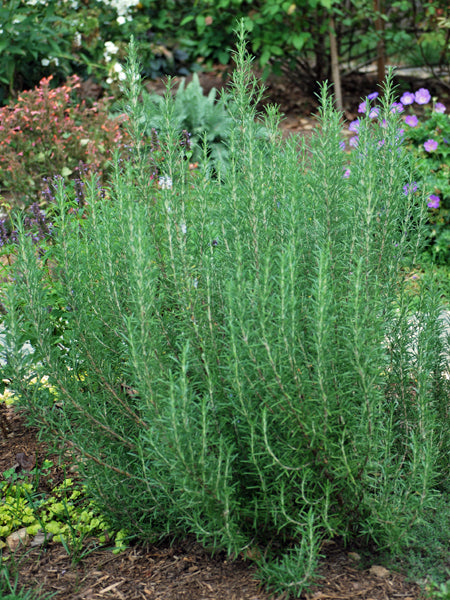 Rosmarinus officinalis 'Arp' (Hardy Rosemary)