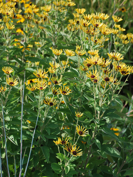 Rudbeckia s. 'Little Henry' (Dwarf Sweet Coneflower)