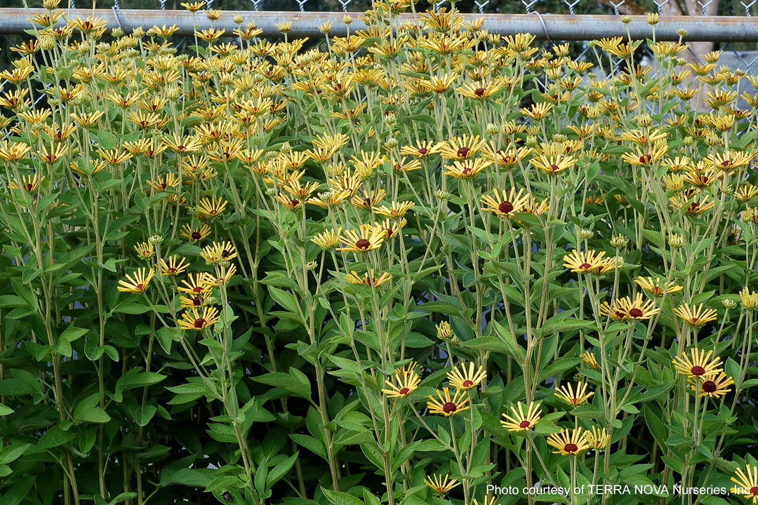 Rudbeckia s. 'Little Henry' (Dwarf Sweet Coneflower)