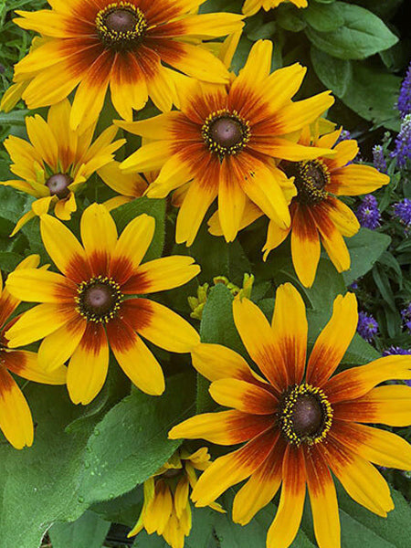 Rudbeckia h. MiniBeckia™ Flame (Black-eyed Susan)