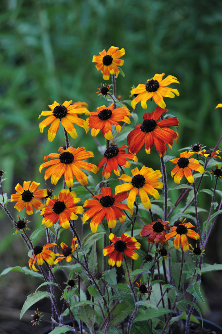 Rudbeckia triloba ‘Prairie Glow’ (Brown-Eyed Susan)