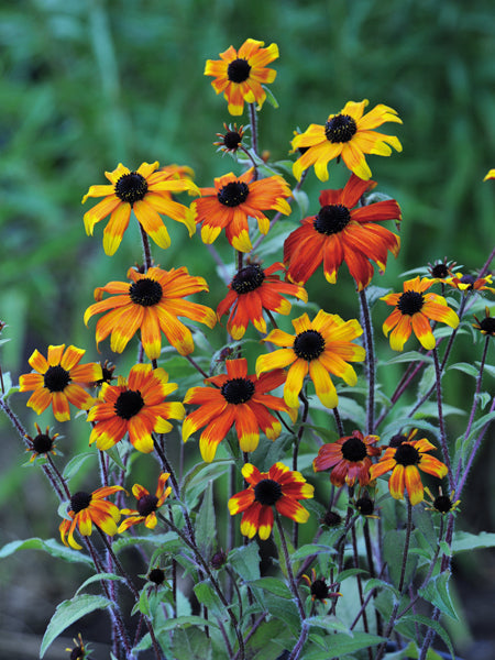 Rudbeckia triloba ‘Prairie Glow’ (Brown-Eyed Susan)