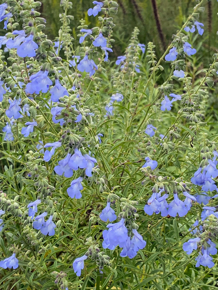 Salvia azurea (Blue Sage/Pitcher sage)