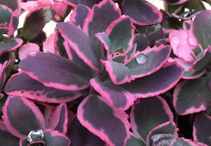 Sedum Sunsparkler® ‘Dream Dazzler’ (Stonecrop)