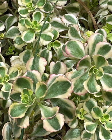 Sedum spurium ‘What a Doozie’ (Stonecrop)