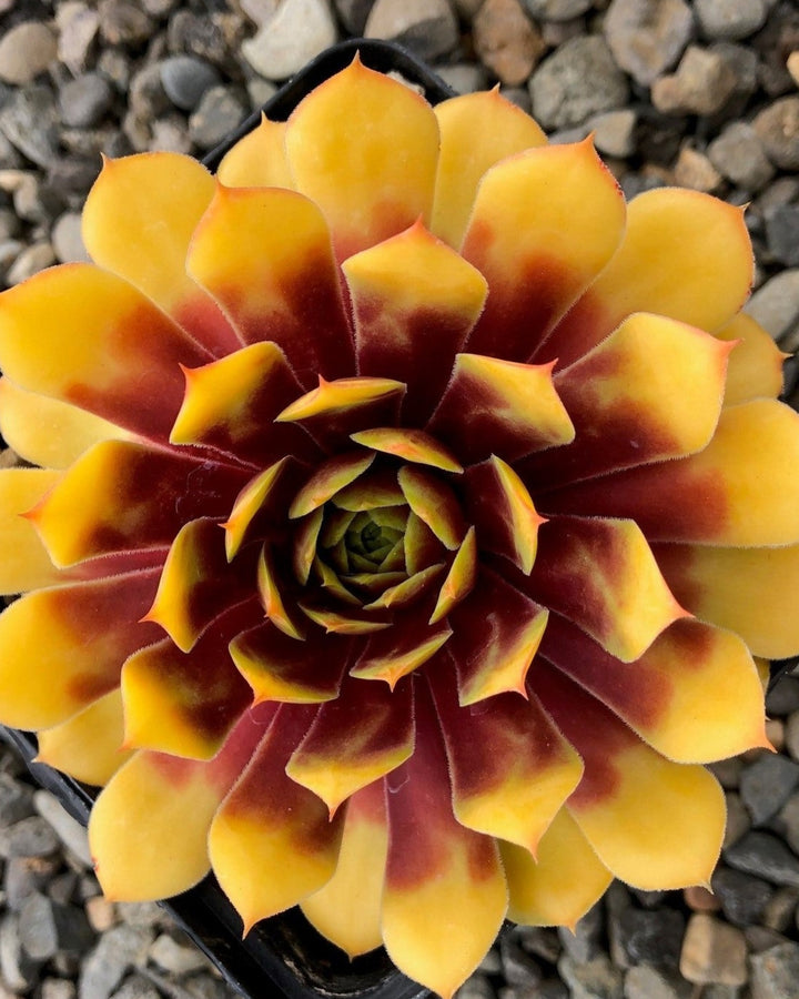 Sempervivum Chicks Charms® Gold Nugget™ (Hens and Chicks)