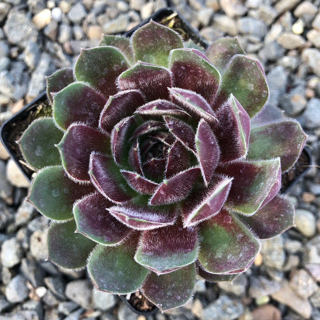 Sempervivum ‘Dea’ (Hens and Chicks)