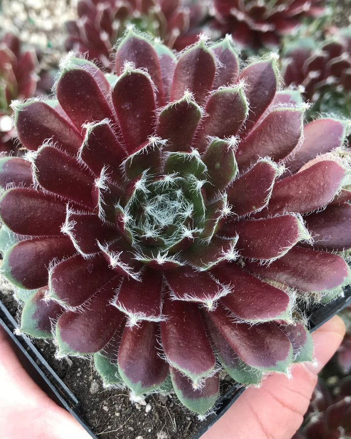 Sempervivum ‘Jade Rose’ (Hens and Chicks)