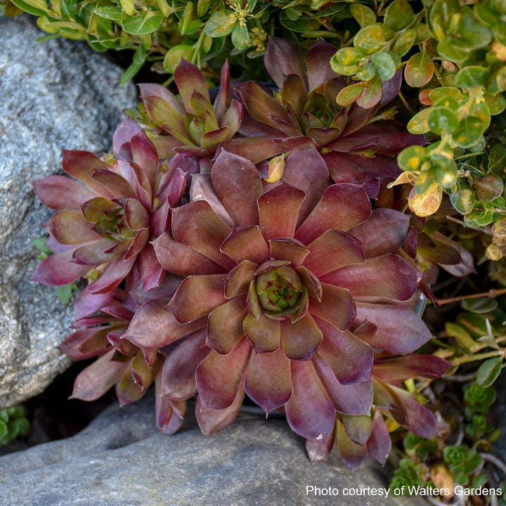 Sempervivum 'Peggy' (Hens and Chicks)