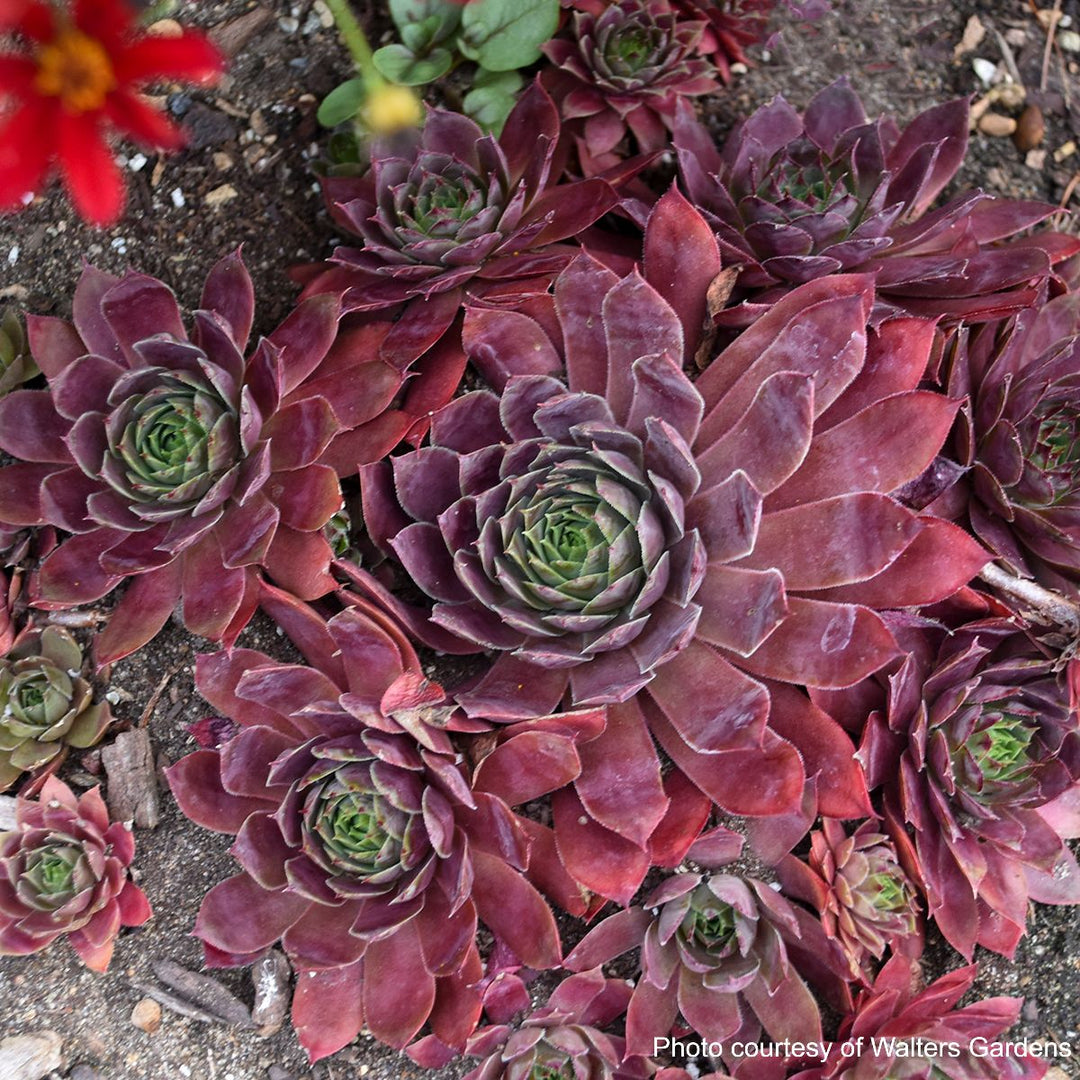 Sempervivum 'Peggy' (Hens and Chicks)