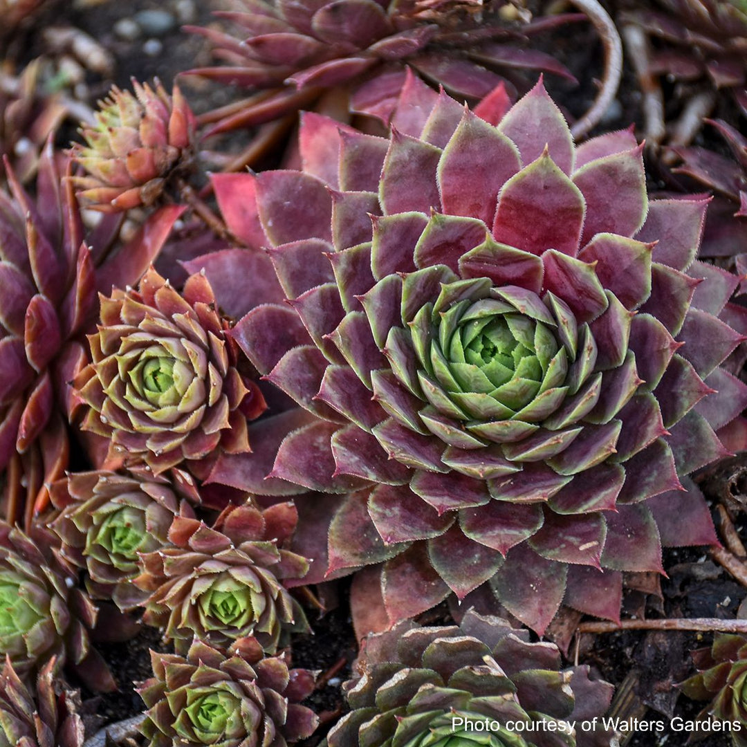 Sempervivum 'Peggy' (Hens and Chicks)