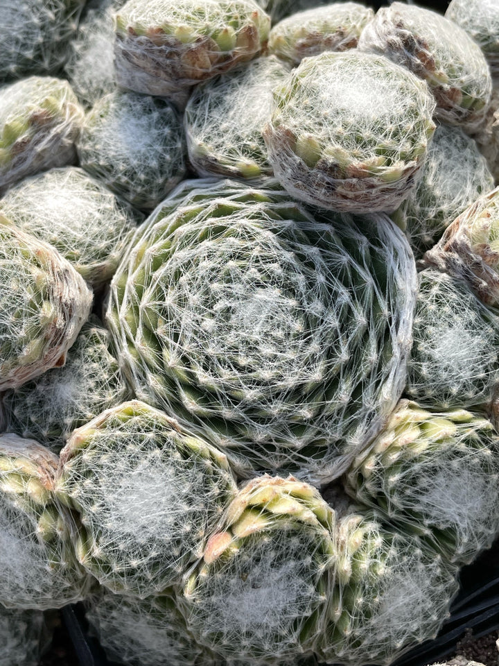 Sempervivum ‘Clairchin’ (Hens and Chicks)