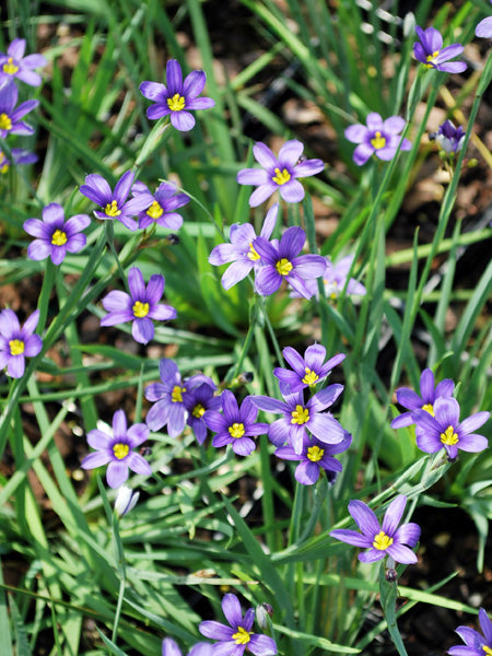 Sisyrinchium angustifolium 'Lucerne' (Blue-Eyed Grass)