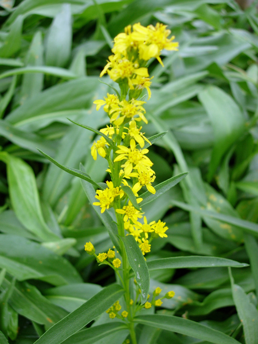 Solidago sempervirens (Seaside Goldenrod)