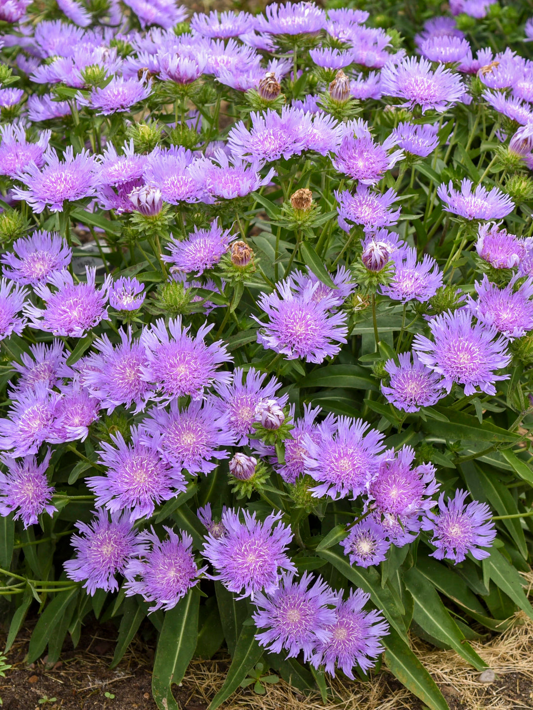 Stokesia l. Totally Stoked™ ‘Riptide’ (Stokes Aster)