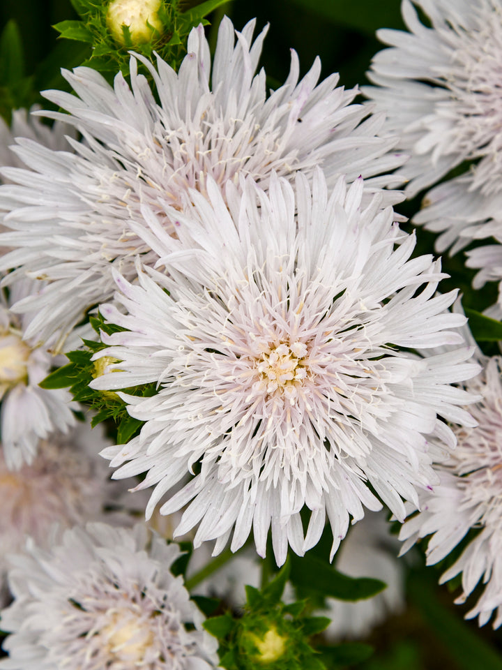 Stokesia l. Totally Stoked™ ‘White Caps’ (Stokes Aster)