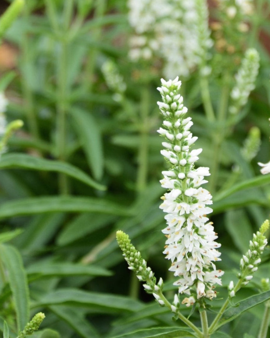 Veronica Moody Blues® White (Spiked Speedwell)