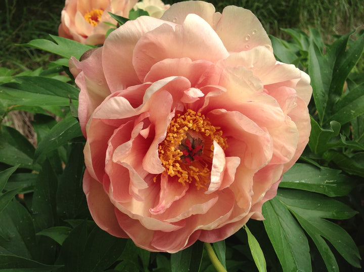 Paeonia Garden Candy™ ‘Peachalicious™’ (Itoh Peony)