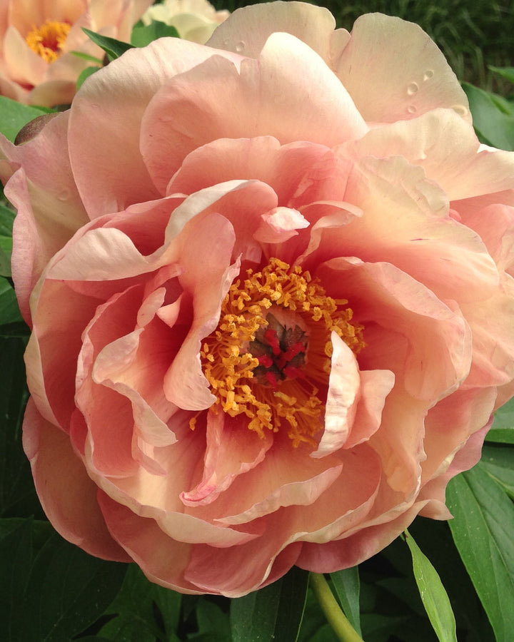 Paeonia Garden Candy™ ‘Peachalicious™’ (Itoh Peony)