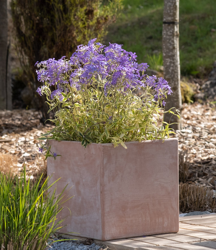 Phlox divaricata 'Blue Ribbons' (Variegated Woodland Phlox)