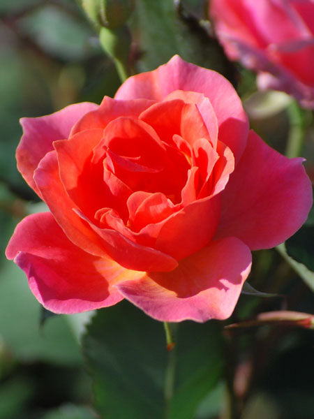 Rosa Coral Knock Out® (Shrub Rose)