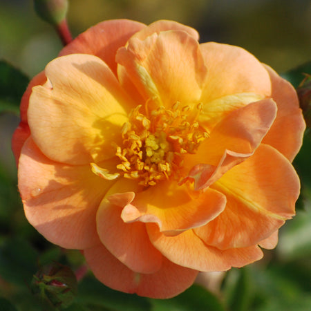 Rosa Flower Carpet® Amber (Groundcover Rose)