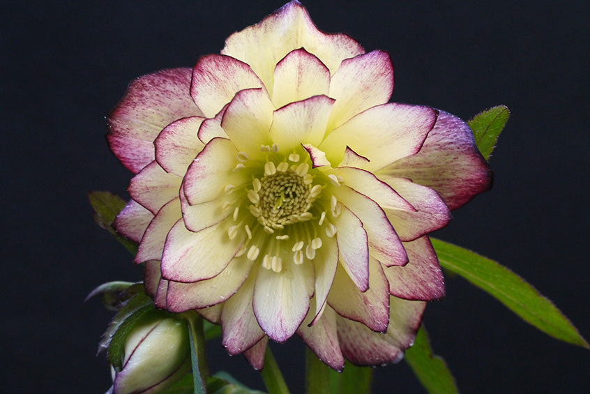 Helleborus x hybridus Winter Jewels® ‘Rose Quartz’ (Lenten Rose)