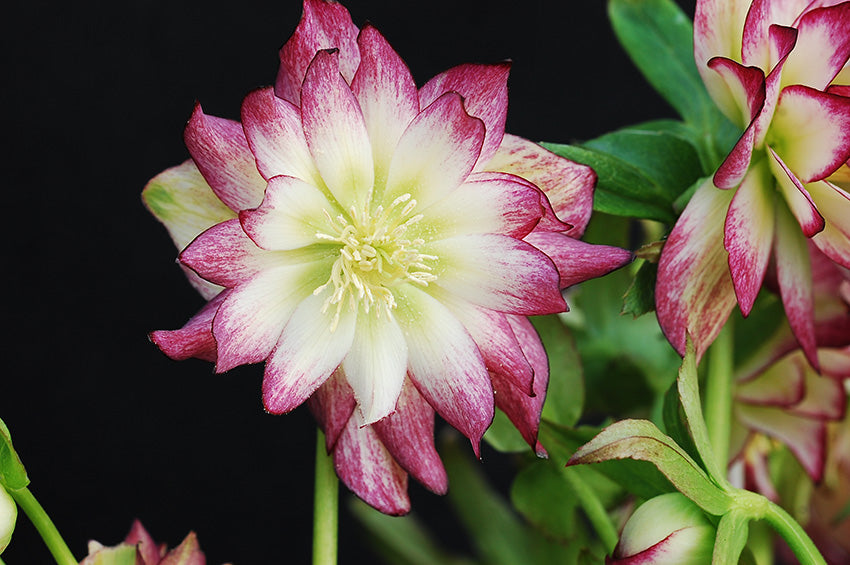 Helleborus x hybridus Winter Jewels® ‘Rose Quartz’ (Lenten Rose)