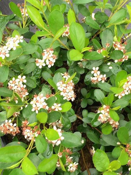 Aronia melanocarpa Ground Hog® (Dwarf Black Chokeberry)