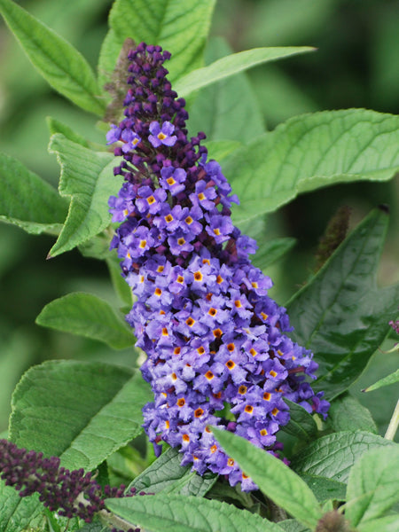 Buddleia Pugster Blue® (Butterfly Bush)