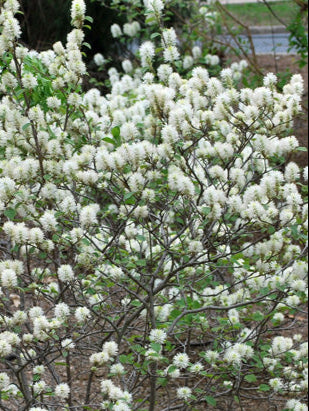 Fothergilla major 'Mt. Airy' (Dwarf Fothergilla)