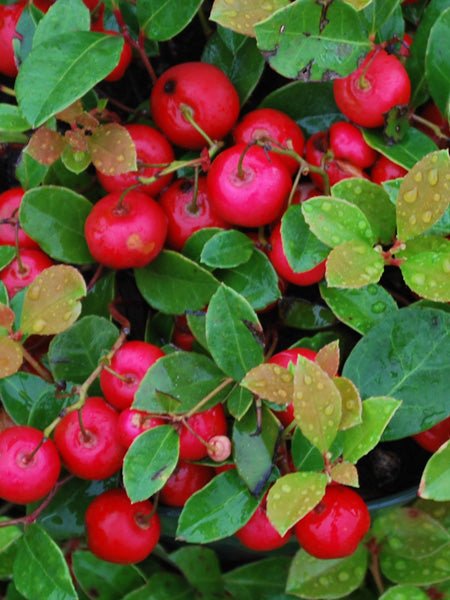 Gaultheria procumbens (Wintergreen)