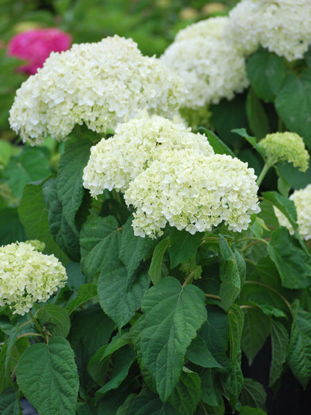 Hydrangea absorescens 'Annabelle' (Smooth Hydrangea)