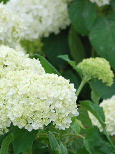 Hydrangea absorescens 'Annabelle' (Smooth Hydrangea)