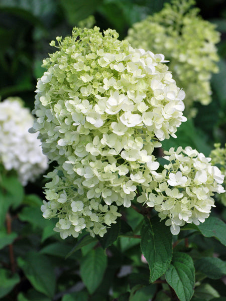 Hydrangea paniculata Bobo® (Panicle Hydrangea)