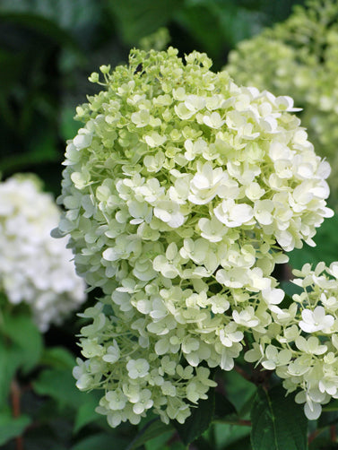 Hydrangea paniculata Bobo® (Panicle Hydrangea)