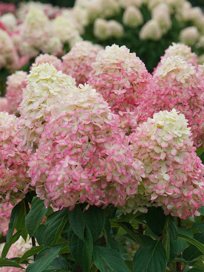 Hydrangea paniculata Limelight Prime® (Panicle Hydrangea)