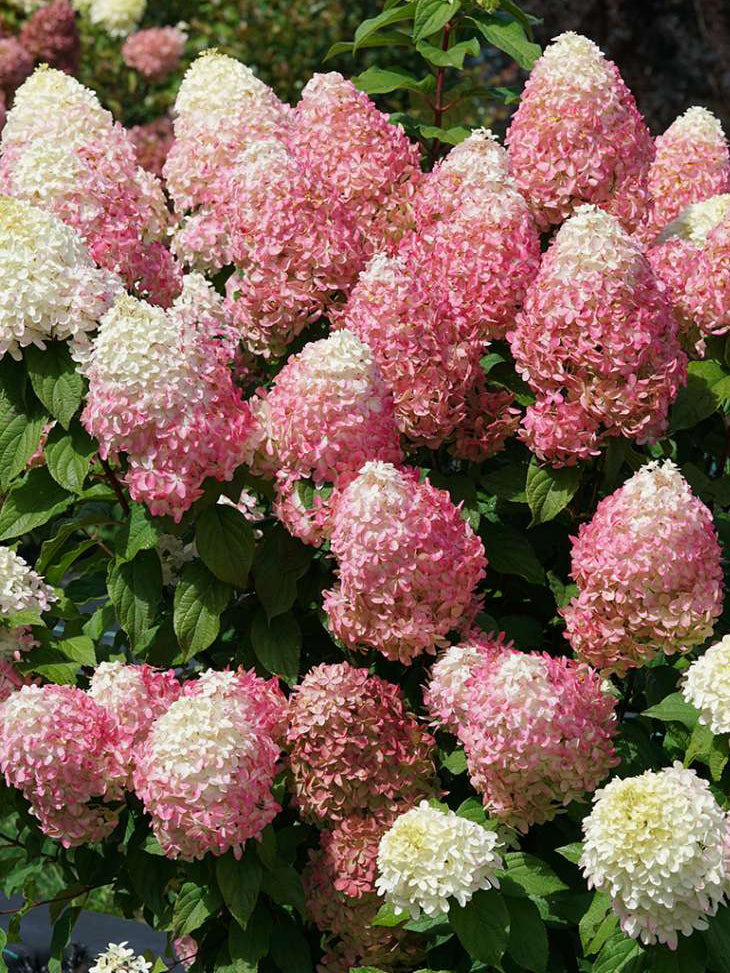 Hydrangea paniculata Quick Fire Fab® (Panicle Hydrangea)