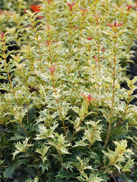 Osmanthus heterophyllus 'Goshiki' (False Holly)