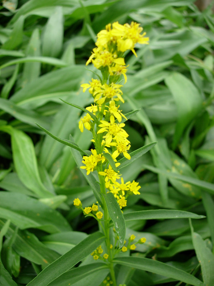 Solidago sempervirens (Seaside Goldenrod)