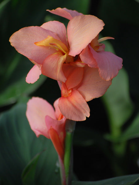 Canna Cannova® Mango (Canna Lily)