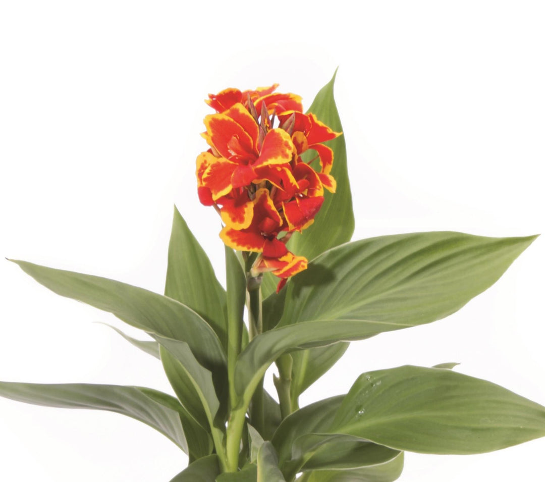 Canna Cannova® Red Golden Flame (Canna Lily)