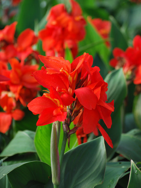 Canna Cannova® Red Shades (Canna Lily)