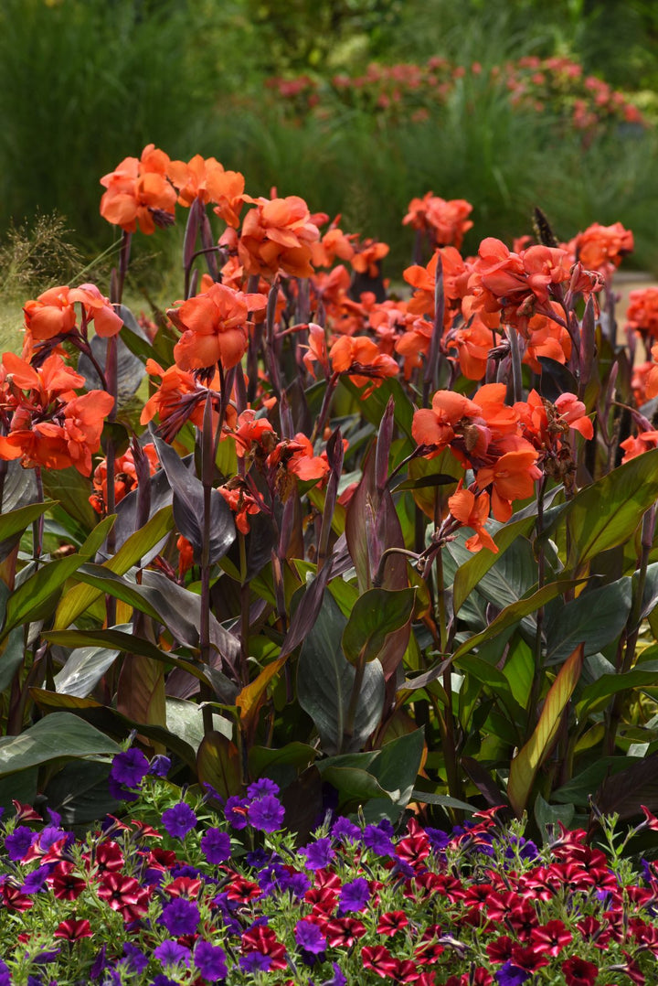 Canna Cannova® Bronze Orange (Canna Lily)