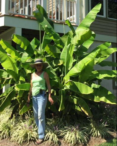 Musa basjoo (Hardy Japanese Banana)