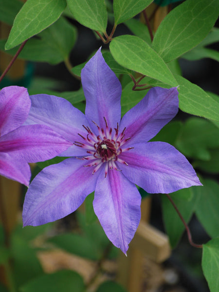 Clematis  'Candy Stripe' (Hybrid Clematis)