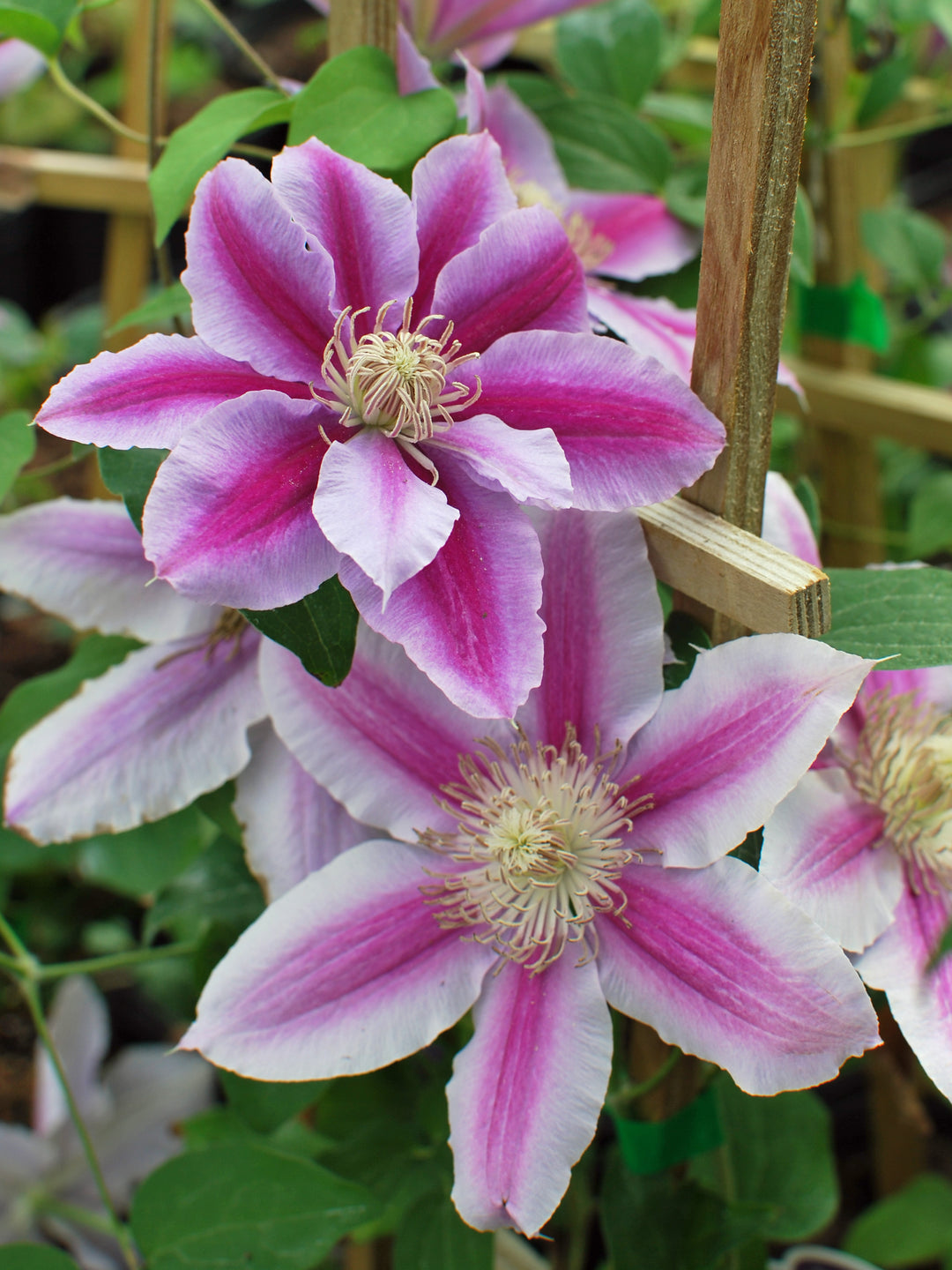 Clematis 'Dr. Ruppel' (Hybrid Clematis)